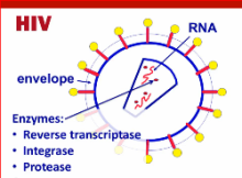 HIV replication slide